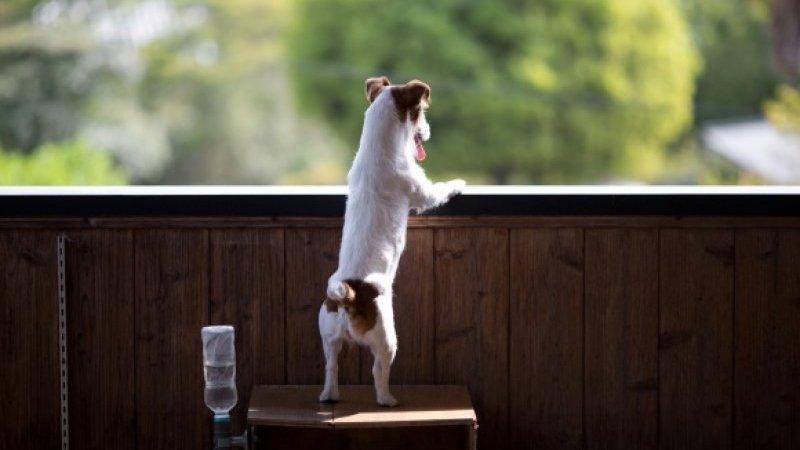 美しい島で暮らす子どもたちと犬の時間 阿部高嗣写真展 島いぬ に注目です Pen Online 美しい島で暮らす子どもたちと犬の時間 阿部高嗣写真展 島いぬ に注目です Pen Online