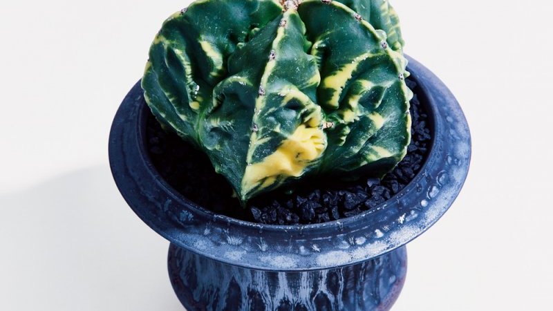 叢　多肉植物　アートピース　作家　作元朋子　激レア　希少　珍品 サボテン　植木鉢 叢 多肉植物 アートピース 作家 作元朋子 激レア 希少 珍品 サボテン