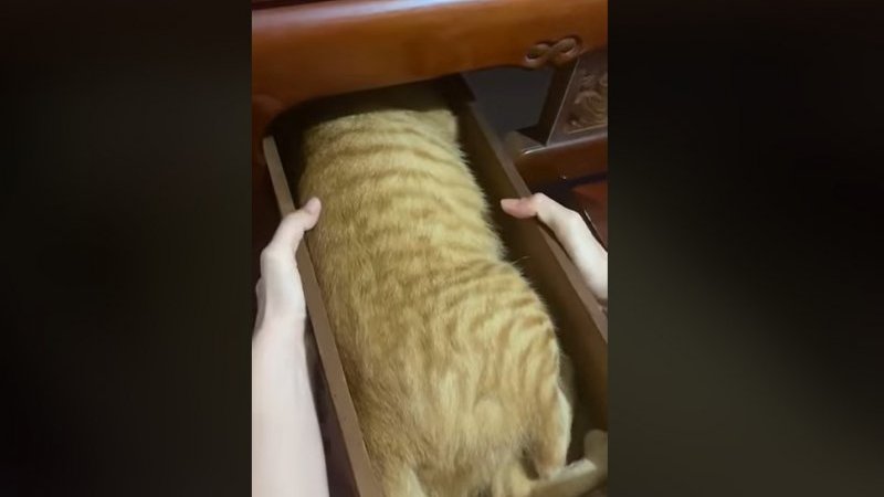ネコは箱型に入りたがる 引き出し開けたら 茶トラのケーキ に話題騒然 動画あり Pen Online