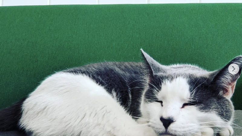 BBCも追悼…野良猫出身のイギリスの“駅ネコ”が、天に召される｜Pen Online
