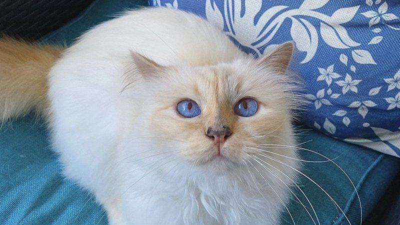 カール・ラガーフェルドの愛猫「シュペット」がレッドカーペット カール・ラガーフェルドの愛猫「シュペット」がレッドカーペット