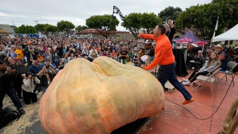 毎年恒例カボチャの重量コンテスト、1247キロの巨大カボチャが世界記録