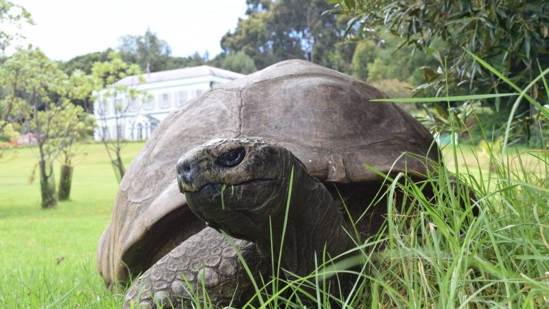 191 years old! ? The world’s oldest existing terrestrial creature, “Jonathan the Giant Turtle,” becomes a hot topic; he was born in the Edo period and weighs 250 kg | Pen Online