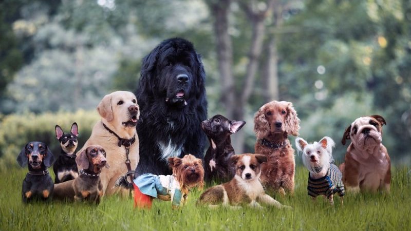 犬好きカナダ人男性、38匹の犬を同時に散歩し、世界記録に！ 隠されたある理由とは｜Pen Online