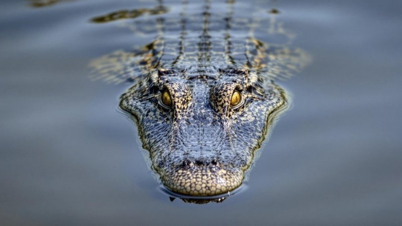 ワニ ワニと自撮りしたくて…」檻に入った男性が襲われる｜Pen Online