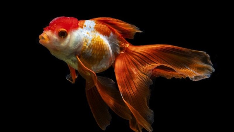 金魚が車を運転…」1分で12m走行。ギネス記録更新の衝撃映像に話題騒然
