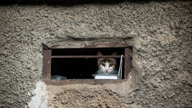 感動！猫の救助劇と私たちのつながり