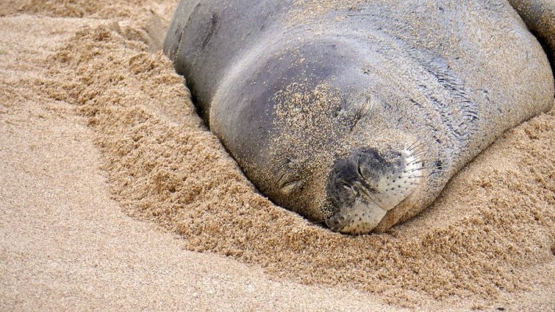 海岸でアザラシの頭を狙い…観光客の暴挙に激怒、直後の動画にネット