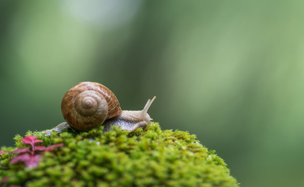 shutterstock_2307746331.jpg