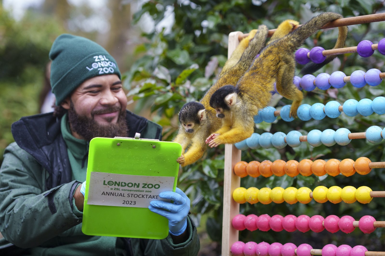 Squirrel monkeys lend a hand at London Zoo's annual stocktake (c) ZSL.JPG
