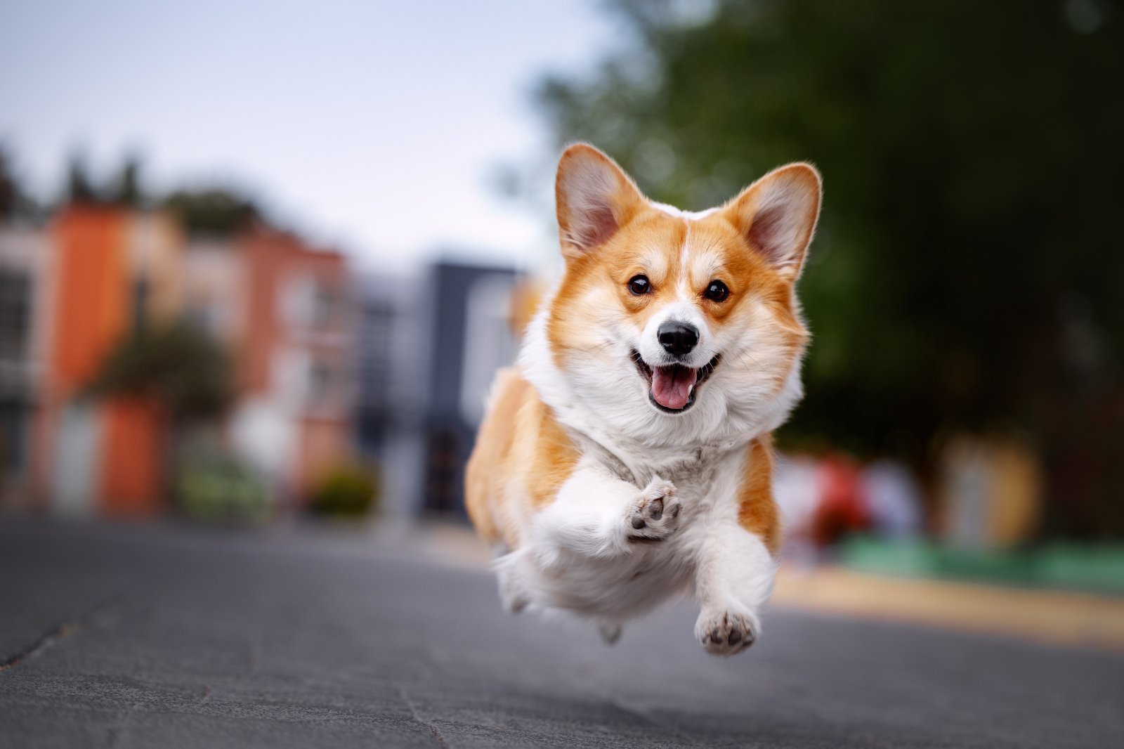 (4_28)shutterstock_2272199211.jpg