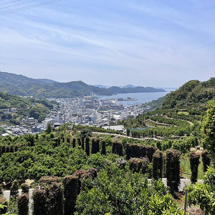 みかん畑.jpg