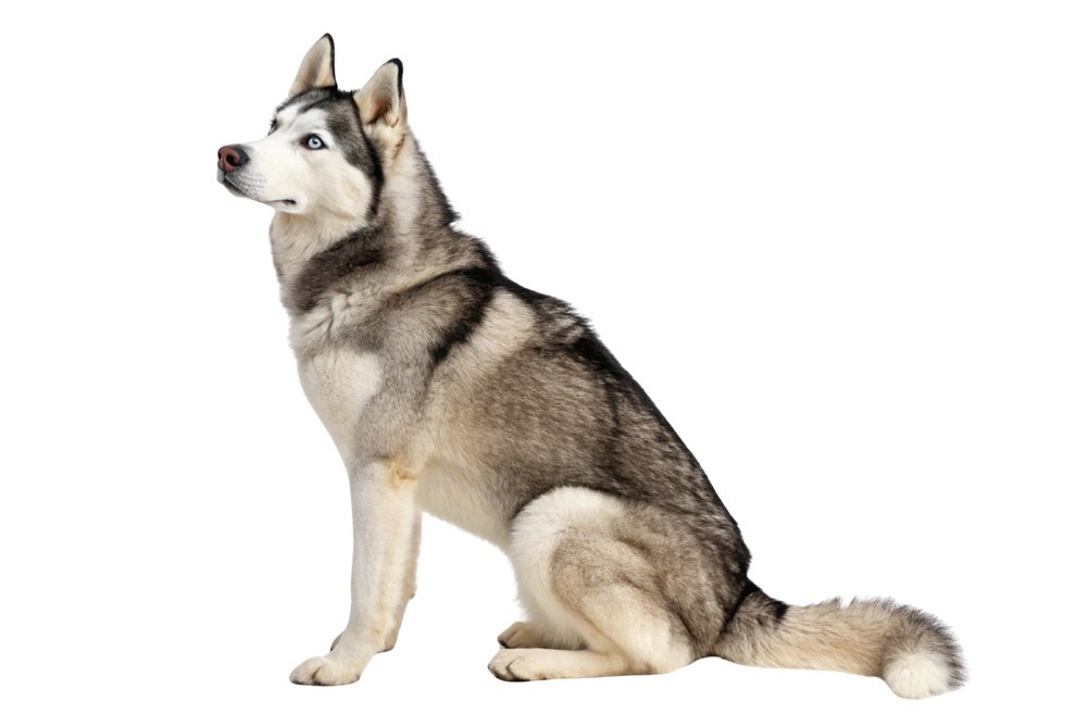 shutterstock_2766708643.jpg