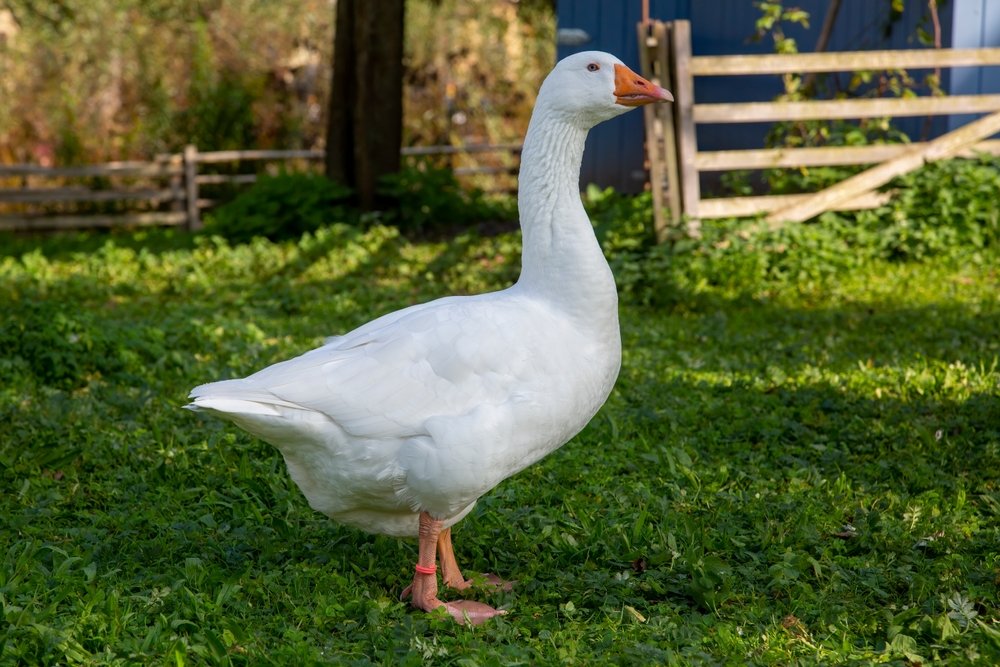 shutterstock_2303976169.jpg