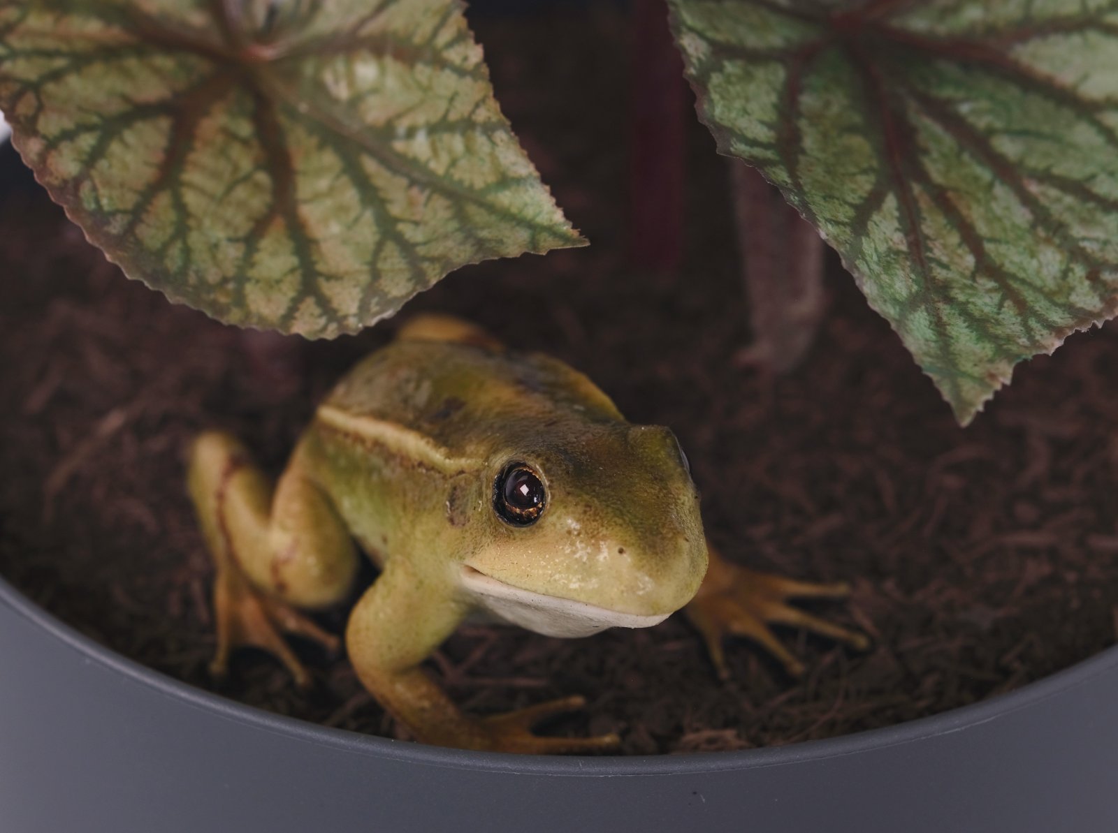 3_You Complete Me, or I see things you can遯カ蜀イ see (A Frogs Tale)_2025_Ryan Gander_2.jpg