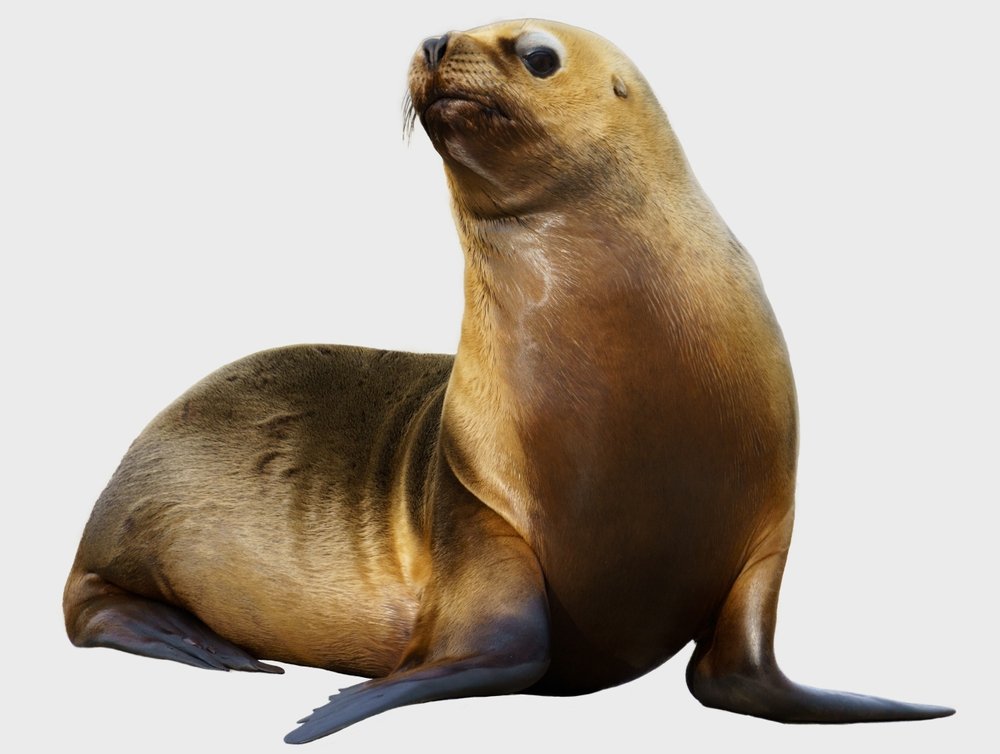 shutterstock_2444936759.jpg