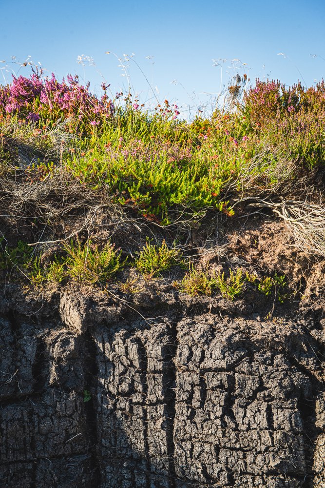 3_HP-2023-Hobbister-Moor-Peat-Portrait-JPEG.jpg
