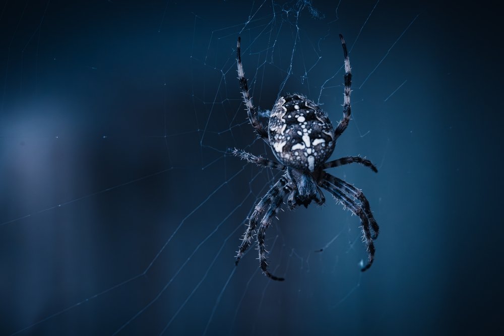shutterstock_2577578427.jpg