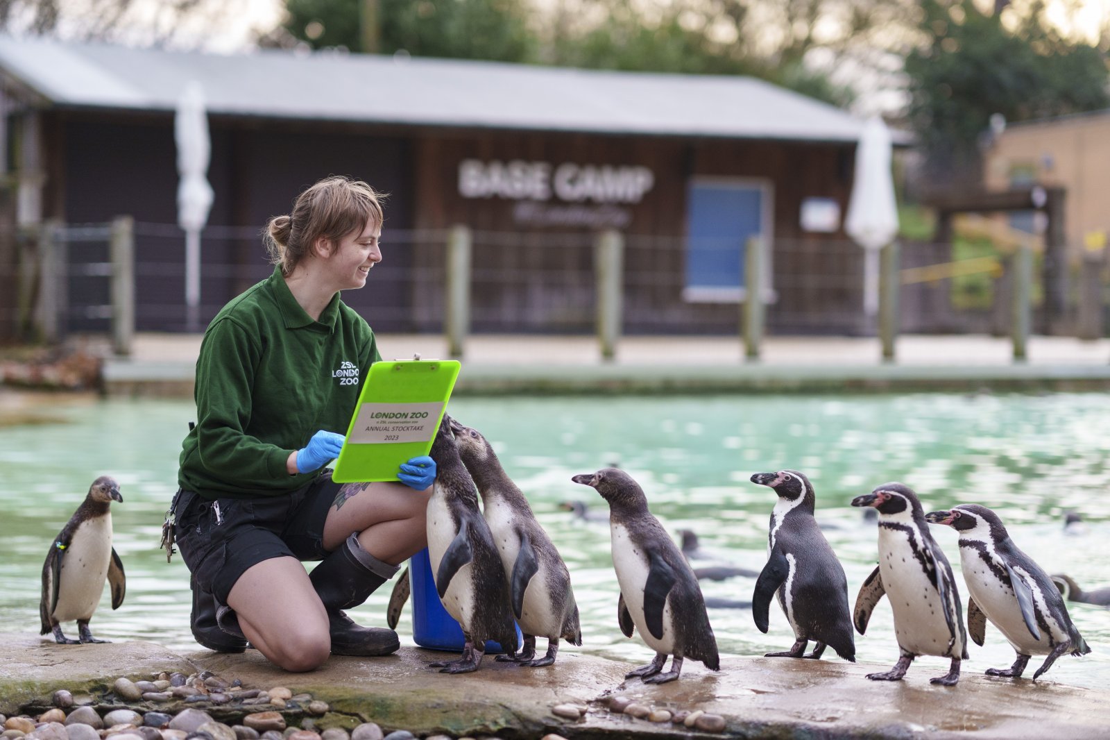 Zoo keeper Jessica Ray counts Humboldt penguins at 2023 London Zoo stocktake (c) ZSL.JPG