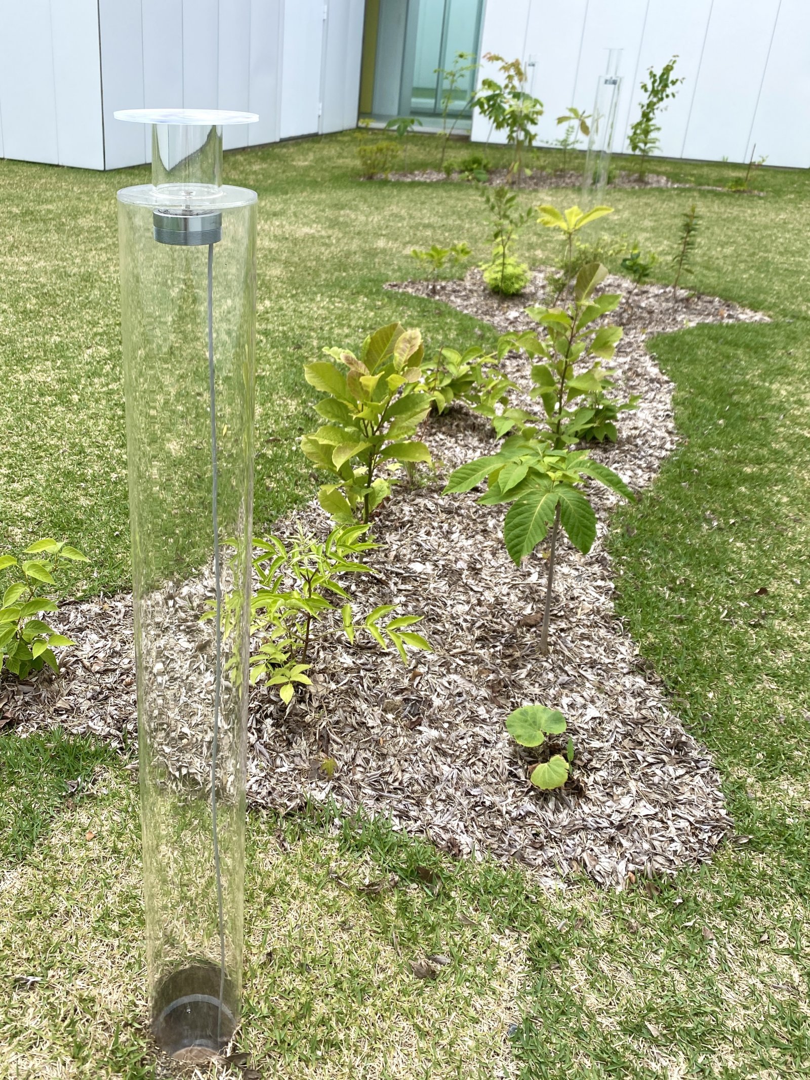 アナイス・カレニン《植物であったことはない》2024年.JPG