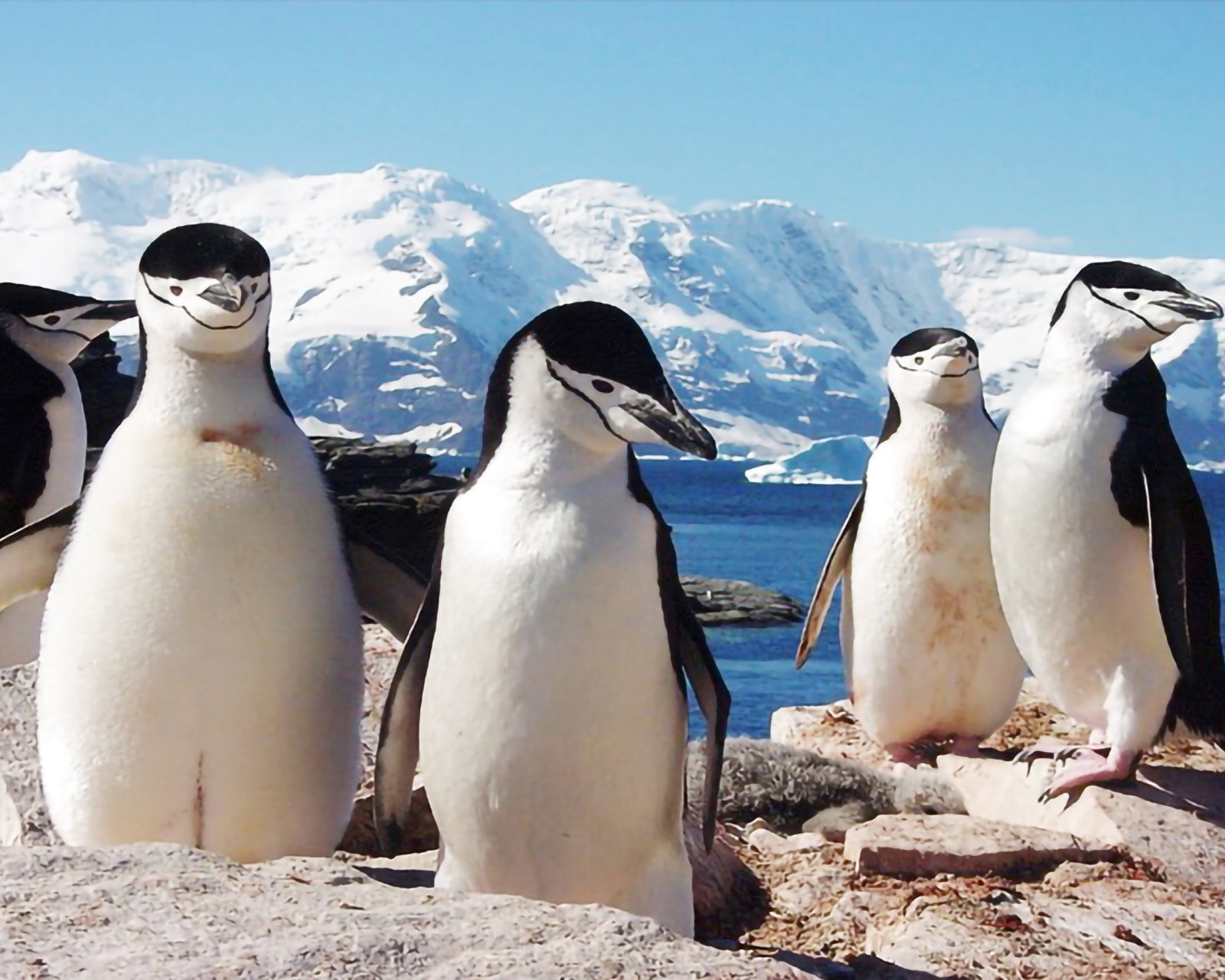 南極 ペンギン ヒゲペンギン