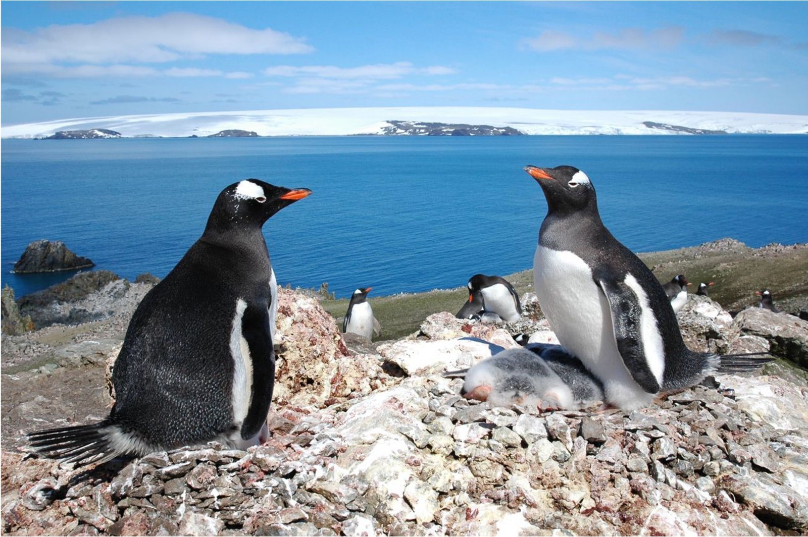 南極 ペンギン ジェンツーペンギン