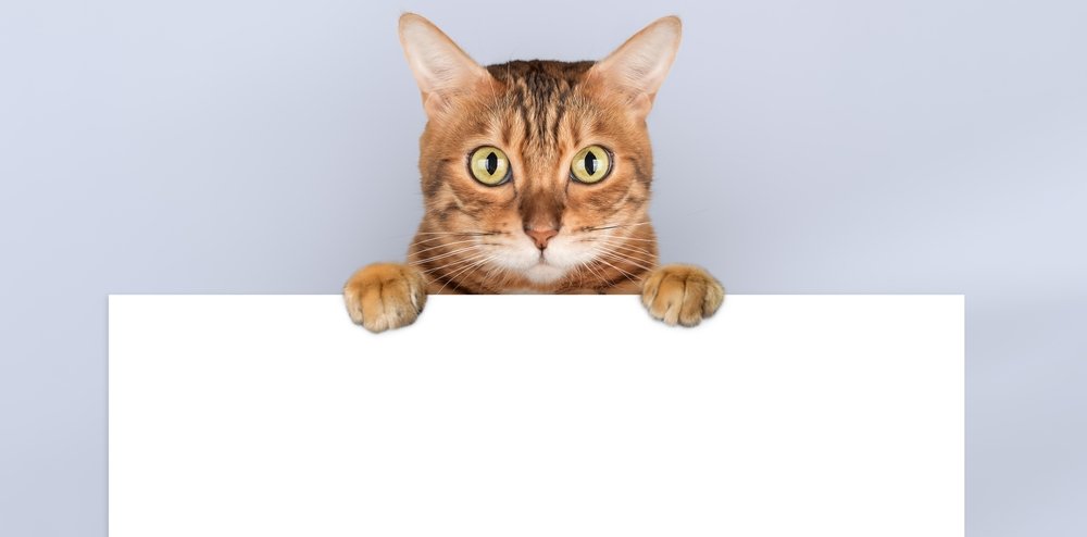 shutterstock_2606990357.jpg