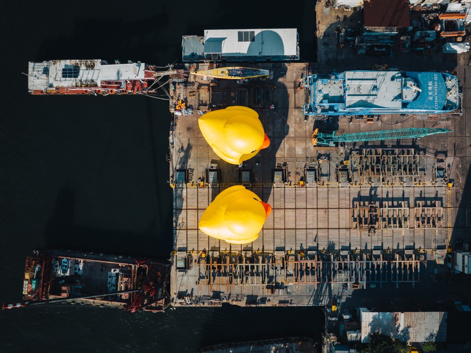 巨大な二羽のアヒルが香港に出現、「Double Ducks」が街のいたるところ