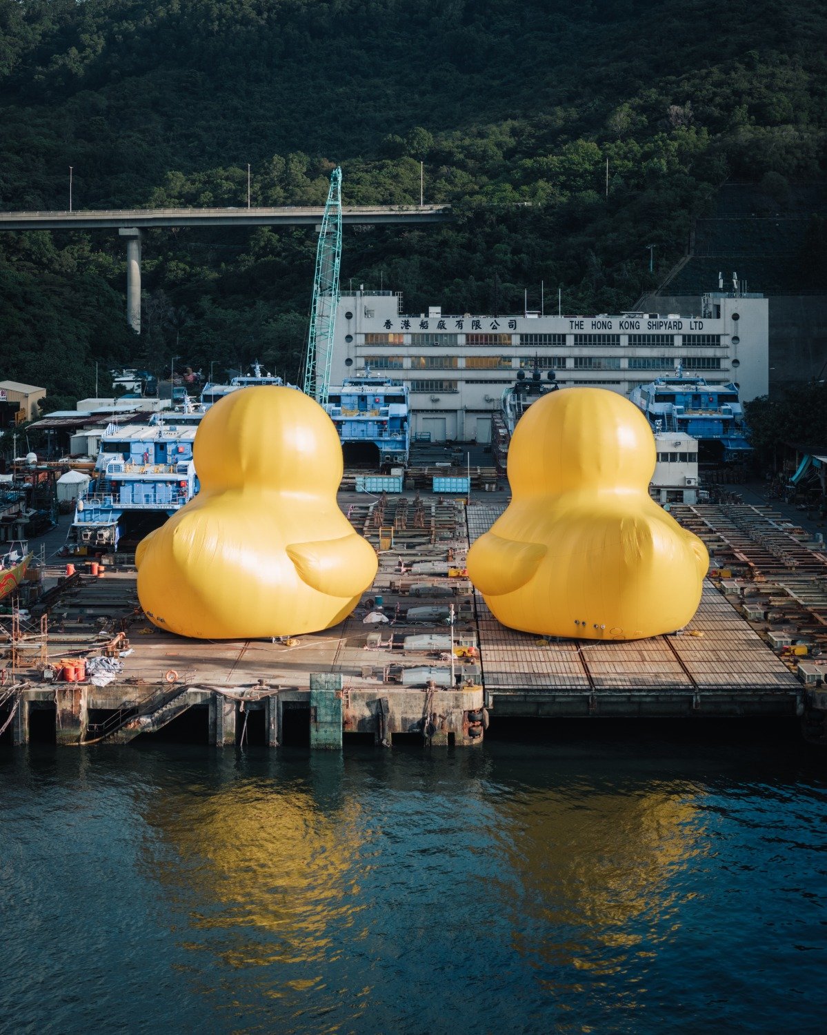 巨大な二羽のアヒルが香港に出現、「Double Ducks」が街のいたるところ