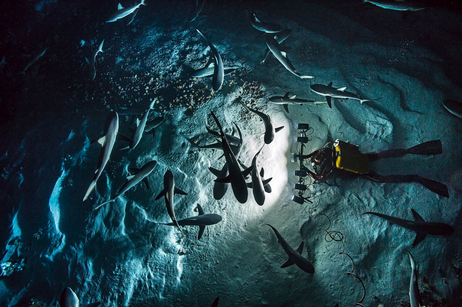 Gombessa IV Expedition (c) Laurent Ballesta.jpg