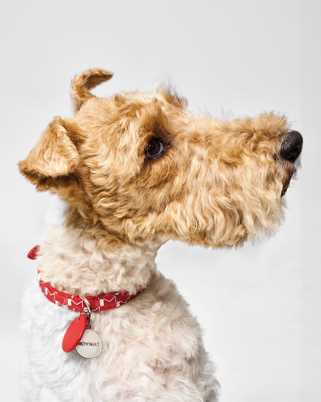 MOYNAT_PET_CAMPAIGN_NOLOGO_3.jpeg