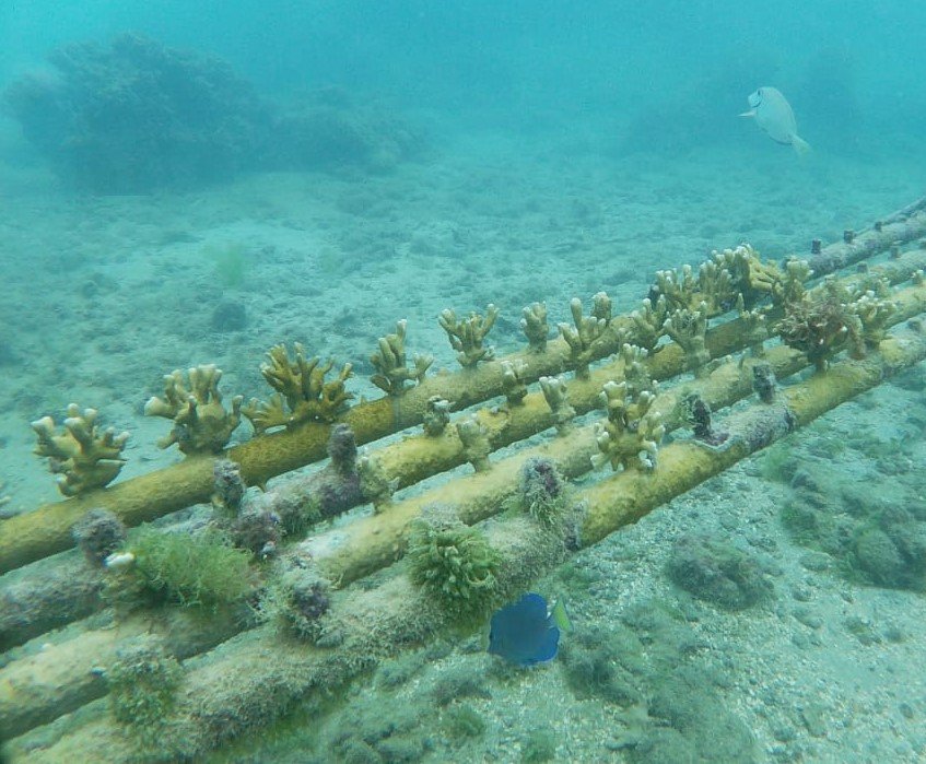 Mesa com Millepora alcicornis - Imagem de Carlos dos Saantos.jpeg