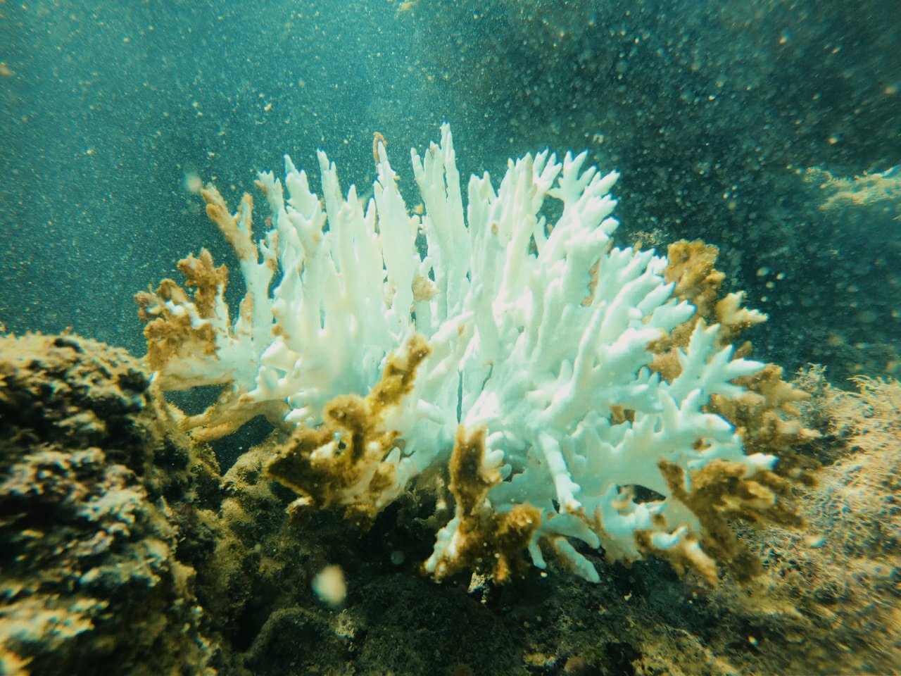 Millepora alcicornis branqueada - Imagem de Carlos dos Santos.jpg