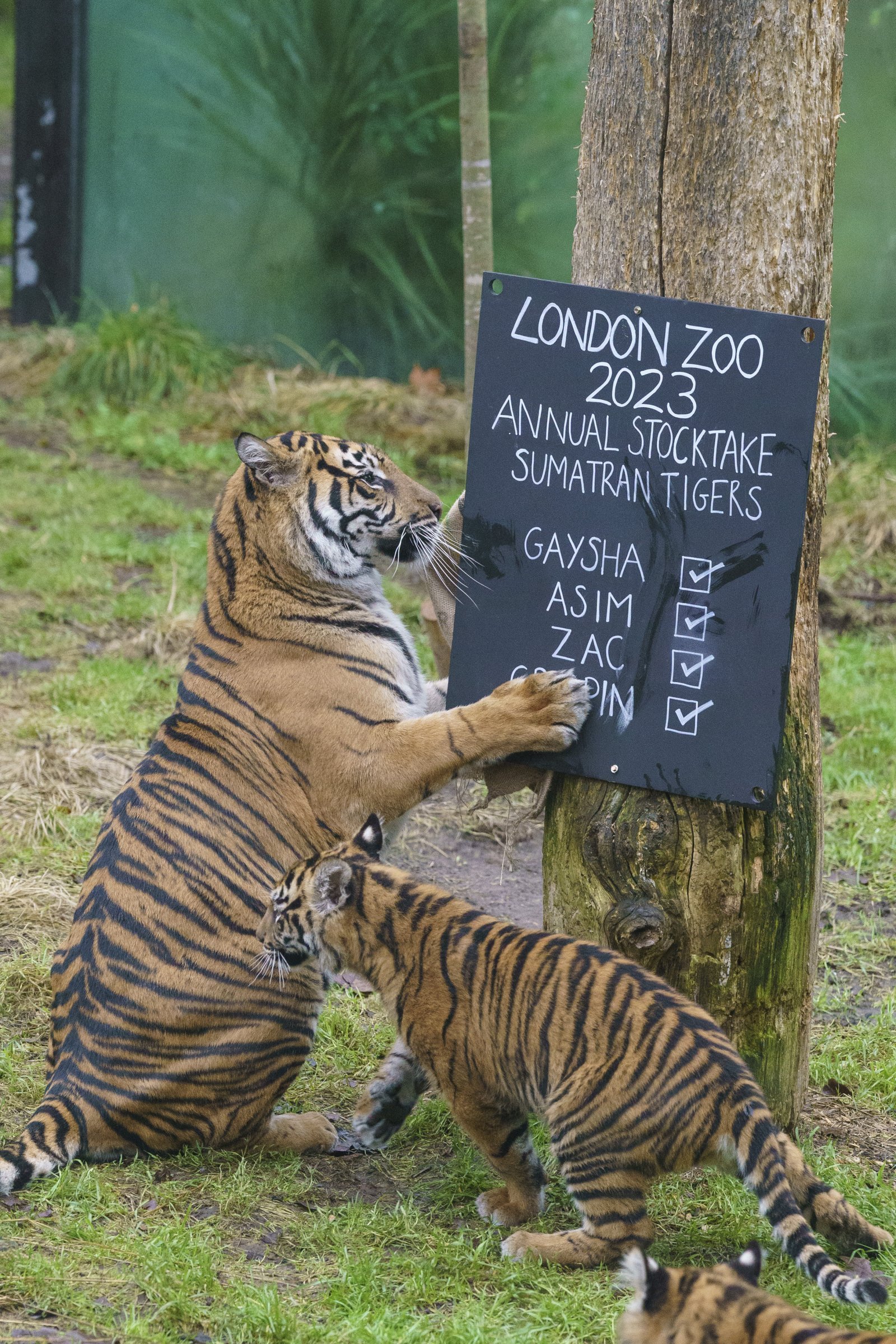 Sumatran tigers take part in London Zoo's annual stocktake (c) ZSL.JPG