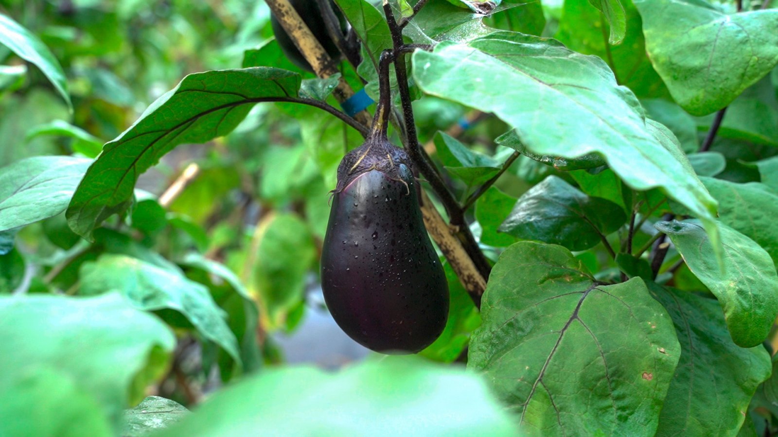 TabiSAGAgazou5.jpg