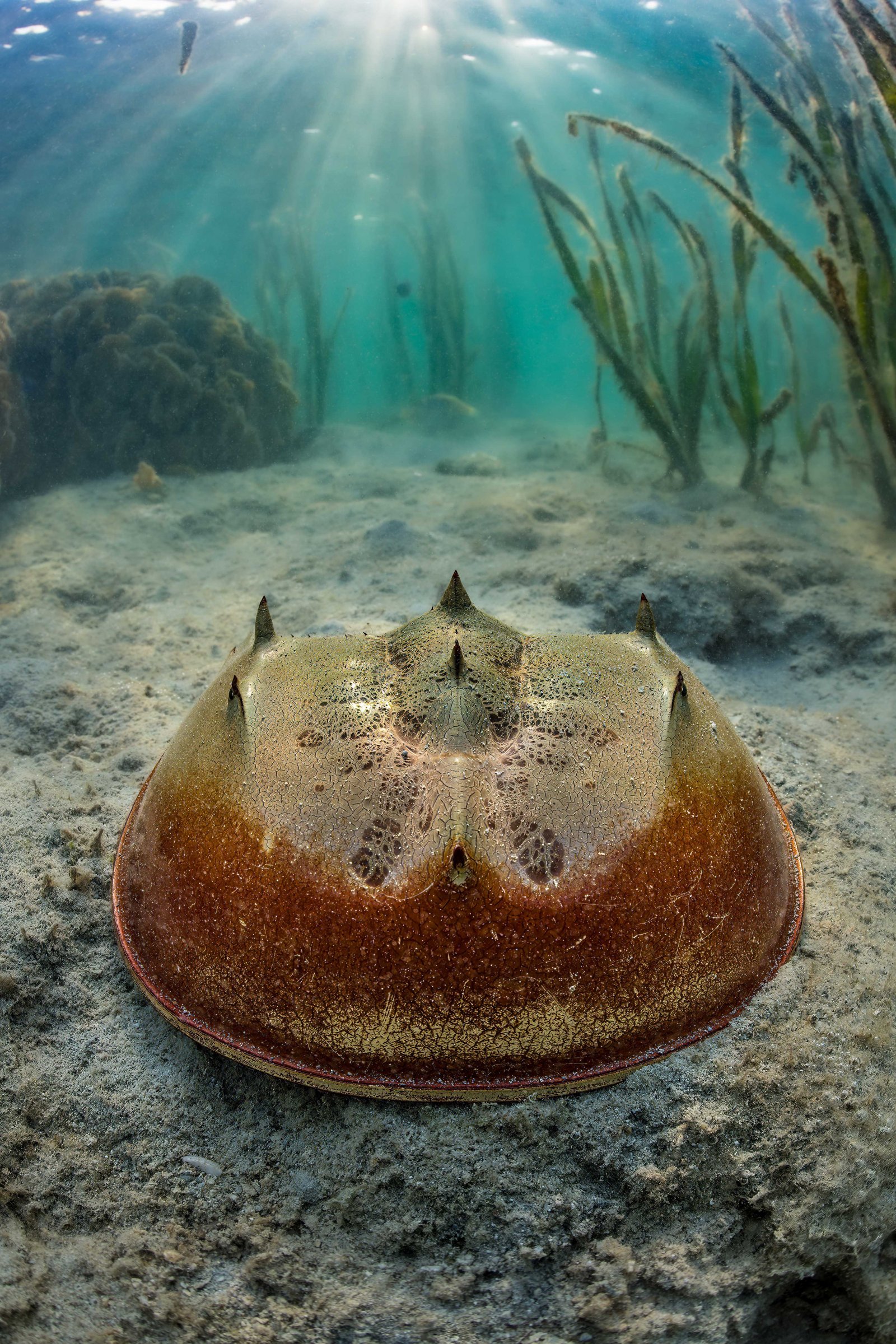 The-Golden-Horseshoe-Crab---Wildlife-Photographer-of-the-Year-2023-Grand-Title-Winner-(c)-Laurent-Ballesta-(1).jpg