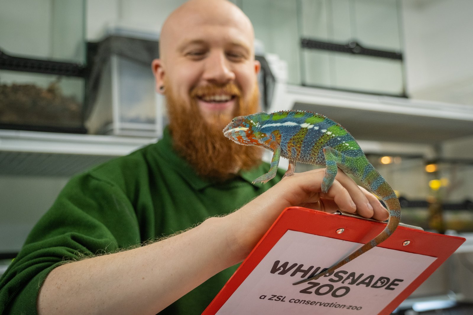 Whipsnade Zoo Annual Stocktake 2023 Keeper Tyrone Capel and CHAMELEON cZSL (9).jpg