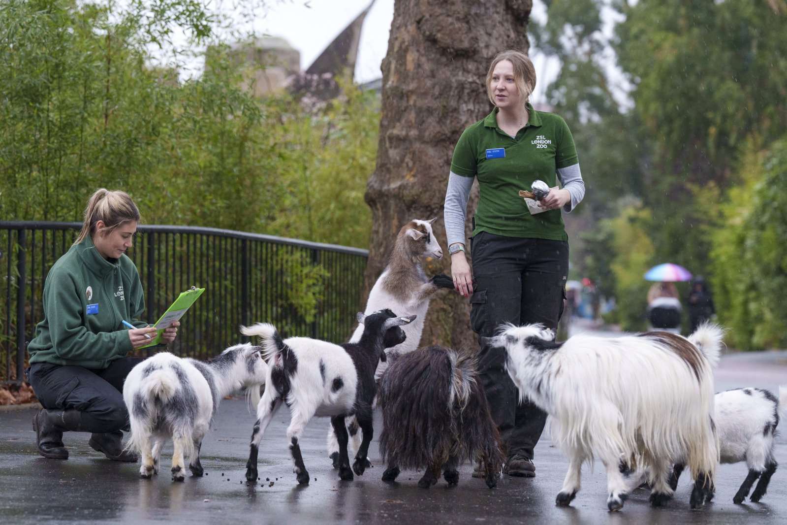 Zoo keepers count Pygmy goats at the 2023 London Zoo stocktake (c) ZSL.JPG