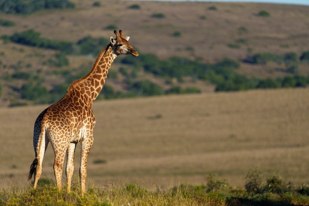 shutterstock_2652439635.jpg