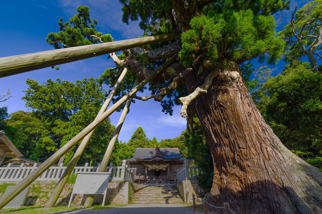 玉若洲命神社・八百杉.jpg