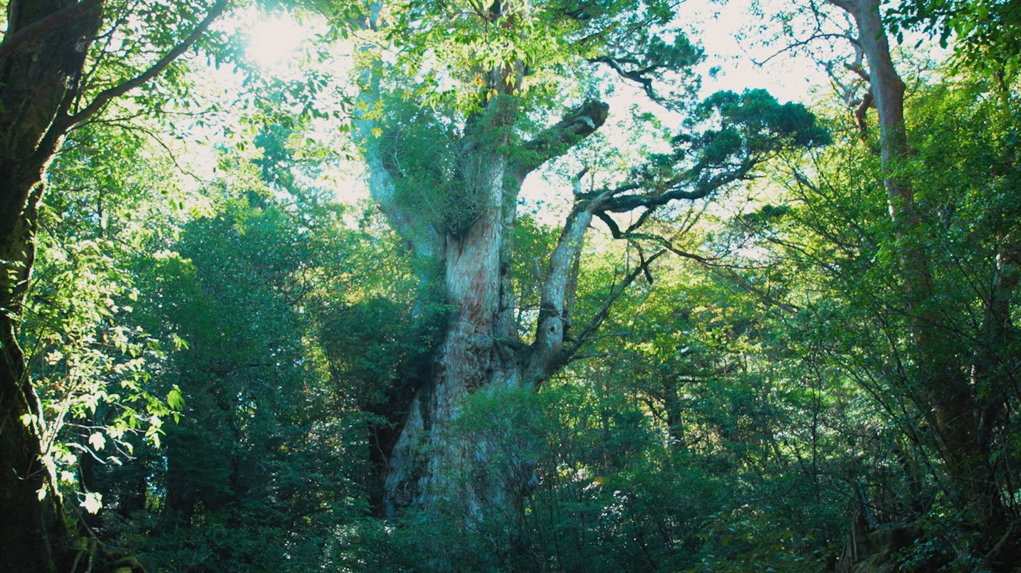 yakushima_縄文杉re.jpg