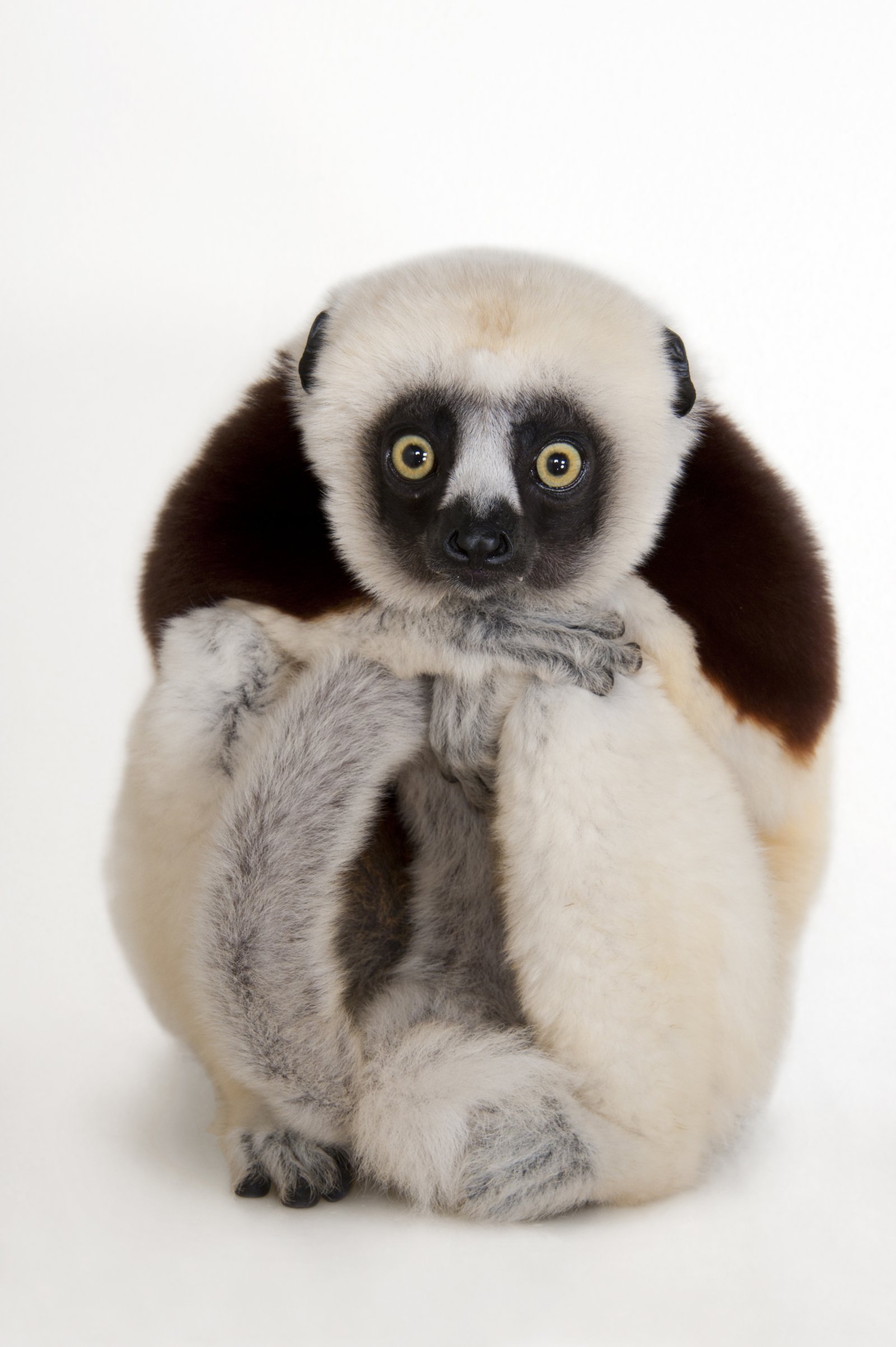 14 - Coquerel_s Safika_cr Joel Sartore-National Geographic Photo Ark_1582509.jpg