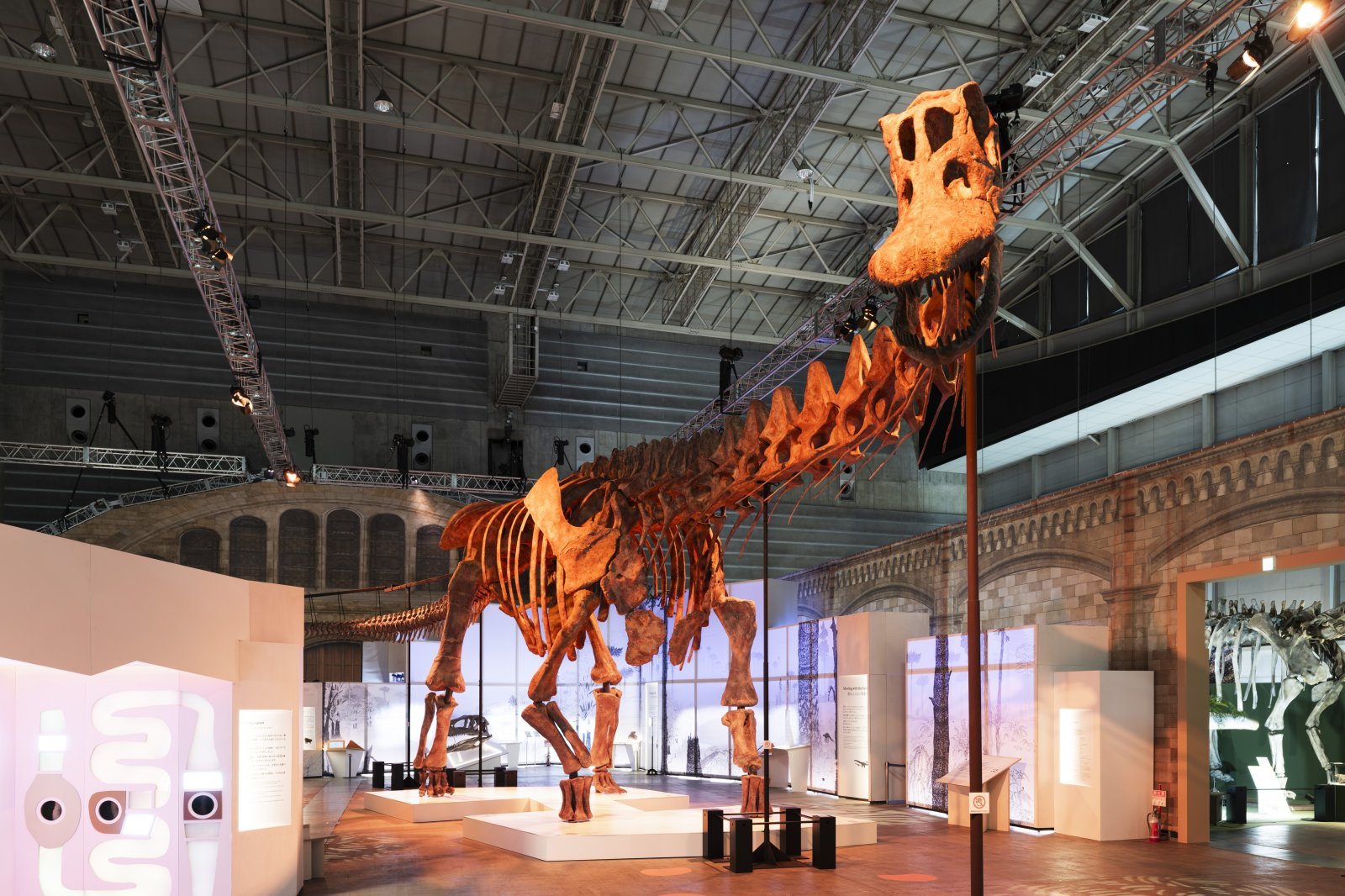 巨大恐竜展2024 硬かっ パタゴティタン・骨格レリーフモデル＋