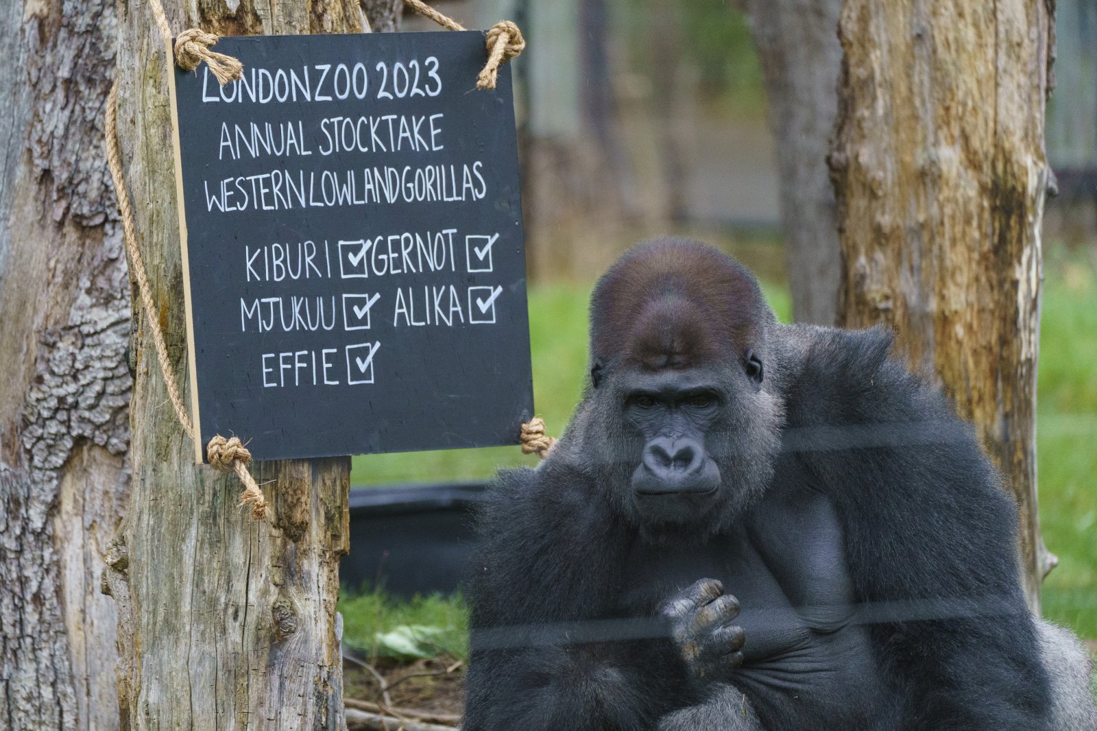 Silver-back Kiburi gets counted in London Zoo's annual stocktake (c) ZSL.JPG