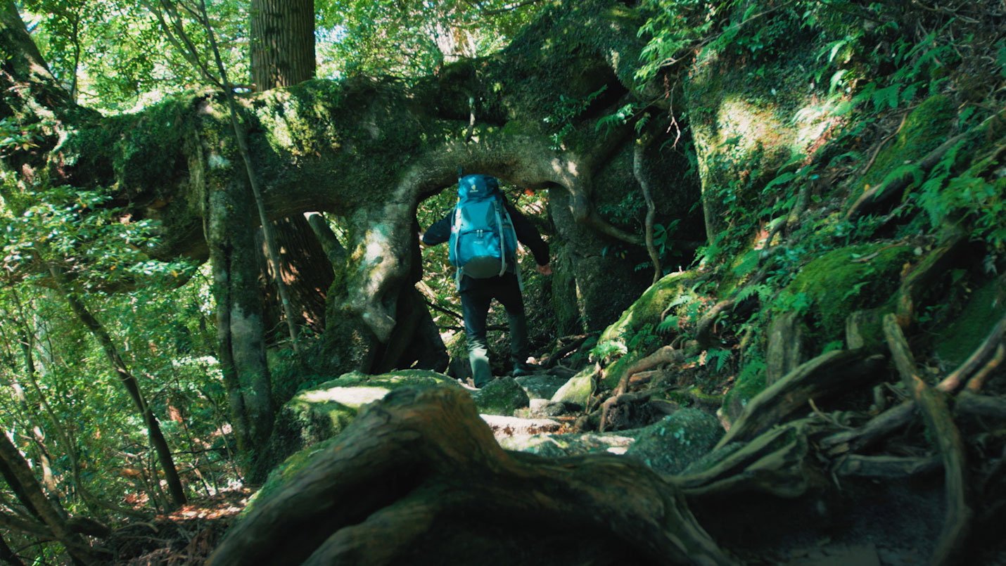 yakushima_倒木のトンネル.jpg