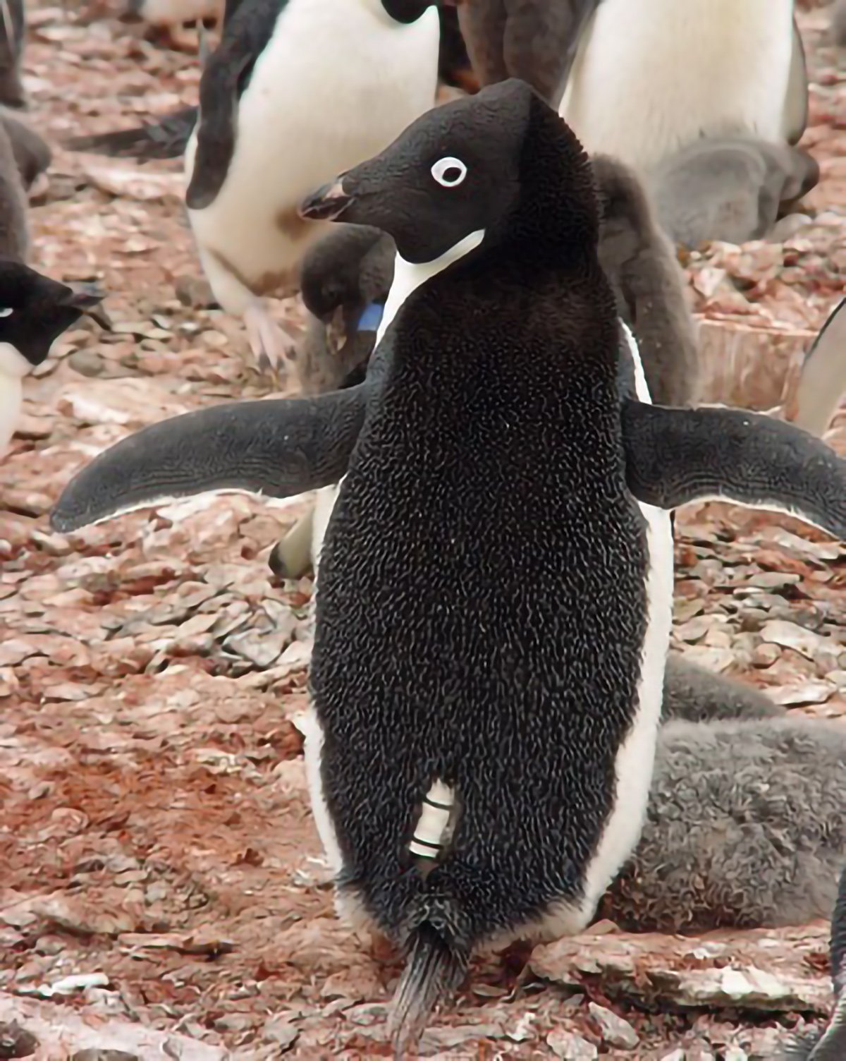 南極 ペンギン