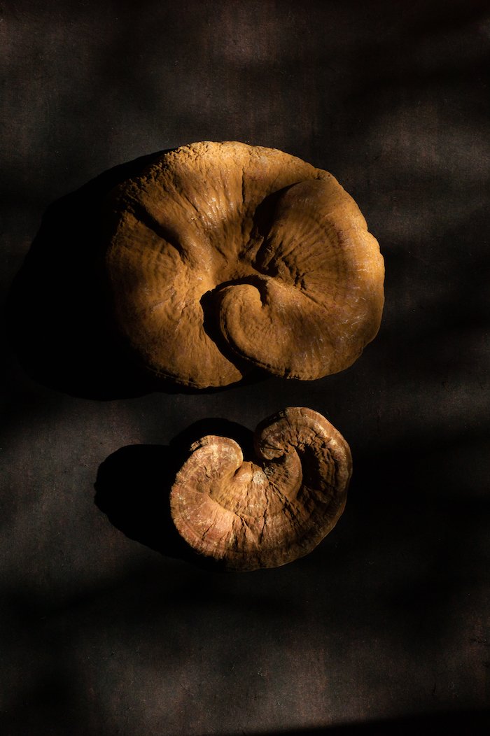 WELLNESS GIN_霊芝(REISHI) (1).jpg