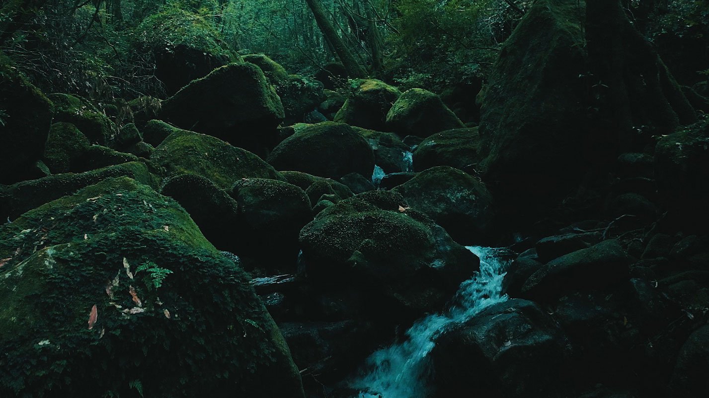 yakushima_白谷雲水峡.jpg