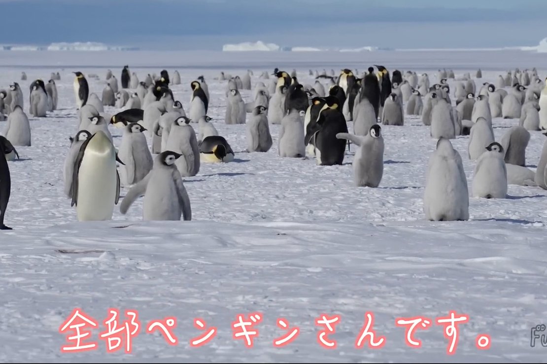 木村文乃 南極 ペンギン