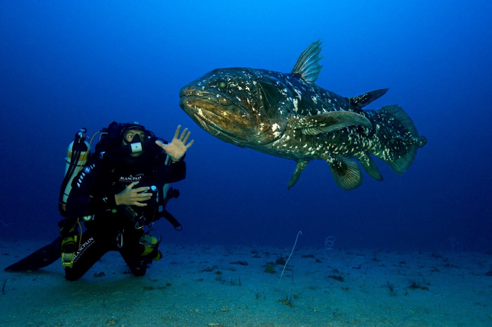 gombessa_i_south_africa_meet_the_coelacanth_2013_claurent_ballesta.jpg